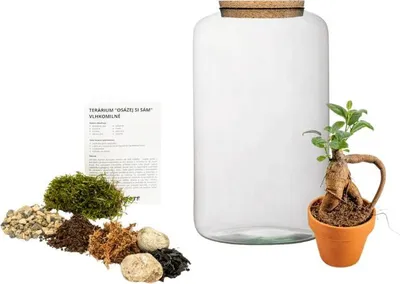 Obrázok produktu pre Gardners Sklenená nádoba PAEONIA SAVE YOURSELF Ficus microcarpa ženšen, L