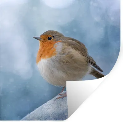 Produktbild von MuchoWow® Wandtattoo Wandsticker Wandaufkleber Rotkehlchen - Winter - Blau 50x50 cm Selbstklebend und Repositionierbar - Selbstklebend - Fototapeten
