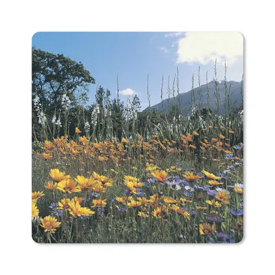 Produktbild von MuchoWow® Mauspad Mousepad Blumen - Natur - Farbe 30x30 cm - Mousepads - Maus Mat - Pad - Mausunterlage - Gaming