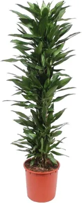 Produktbild von Famanu Dracaena Janet Lind - 170 cm - ø34