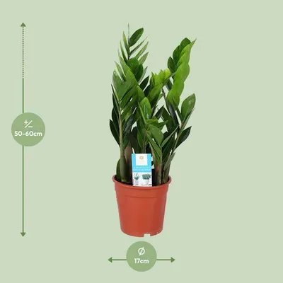 Obrázok produktu pre Štastná rastlina Zamioculcas Zamiifolia, priemer 17cm, výška 60cm, nenárocná
