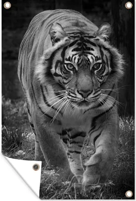 Produktbild von MuchoWow® 40x60 cm Outdoor-Poster Gartendeko Sichtschutz Garten Poster für den Garten  Tiger - Gras - Wilde Tiere