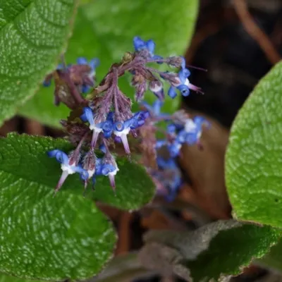 Immagine prodotto di 6 x Rauling orientale - Trachystemon orientalis | vaso 9cm x 9cm