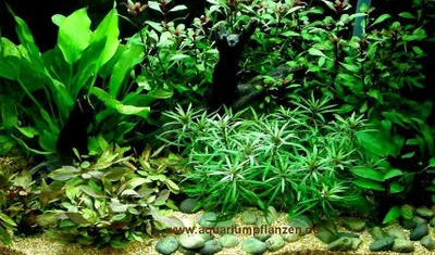 Produktbild von Aquariumpflanzen Set 100 - 200 l Aquarium (6)