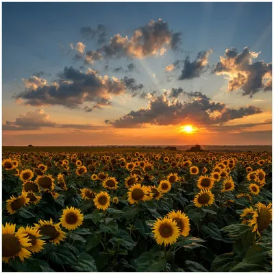 Produktbild von Wallario Premium Glasbild, freischwebende Optik, kräftige Farben, Größe 30 x 30 cm Motiv Sonnenblumenwiese vor Wolken mit Sonnenuntergang