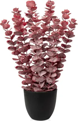 Obrázok produktu pre Umelá rastlina eukalyptus červená v čiernom kvetináči 40 cm