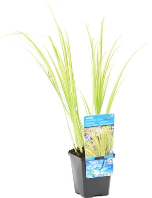 Produktbild von Acorus Gramineus Ogon, Zwergkalmus, Teichpflanze, 10-20 cm, Topf 9 cm
