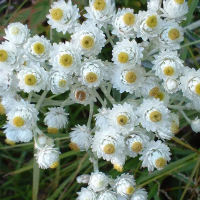 Obrázok produktu pre 6 x Perlkörbchen  - Anaphalis margaritacea 'Neuschnee'  | Kvetináč 9 cm x 9 cm