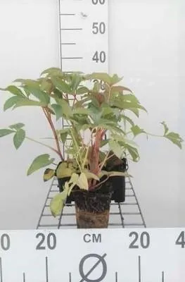 Obrázok produktu pre 6 x Helleborus argutifolius - Helleborus - kvetináč 9 x 9 cm