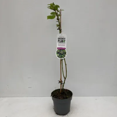 Obrázok produktu pre Rubus fruticosus 'Black Satin' – černica | 60–70 cm v črepníku
