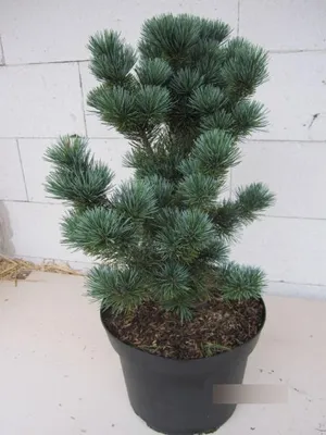 Produktbild von Pinus parviflora Tokyo Dwarf - Japanische Mädchen-Kiefer 30-40
