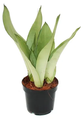 Produktbild von Sansevieria trifasciata "Moonshine" - silberner Bogenhanf - 12cm Topf - Sukkulente