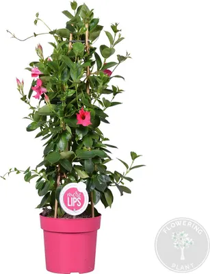 Zdjęcie produktu dla Bloomique - Mandevilla Sundaville - Jaśmin chilijski - Różowy - Rośliny ogrodowe - Wysokość 70-90 cm - Doniczka 19 cm