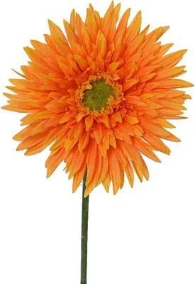 Produktbild von Kunstpflanze Chrysantheme - H 54 cm - Grün - Orange - Kunststoff - mit Blüten