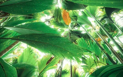 Obrázek produktu pro Sanders & Sanders Jungle Leaves Tapeta zelená 450 x 280 cm