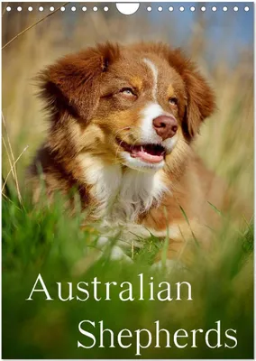 Produktbild von Australian Shepherds (Wandkalender 2026 DIN A4 hoch), CALVENDO Monatskalender