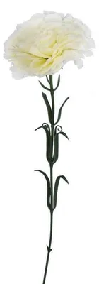 Imagen del producto de Clavel blanco individual, 54 cm