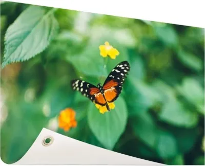 Produktbild von Gartenposter - 60x40 cm - Schmetterling auf Blume  - Modernes Wandbilder - Tierposter