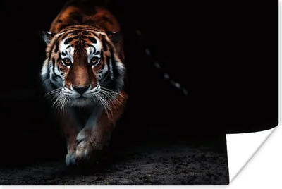 Produktbild von MuchoWow® Poster Tiere - Tiger - Schwarz - Wild - Porträt 60x40 cm - Schlafzimmerdekoration