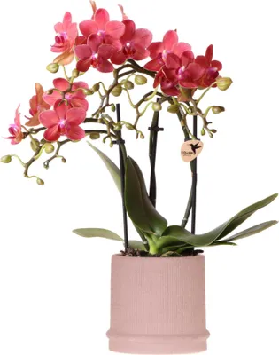 Produktbild von Kolibri Orchids | Red Orchid Congo + Bali Ornamental Pot Sand - veľkosť kvetináča Ø9cm | kvitnúca izbová rastlina - čerstvá od pestovateľa