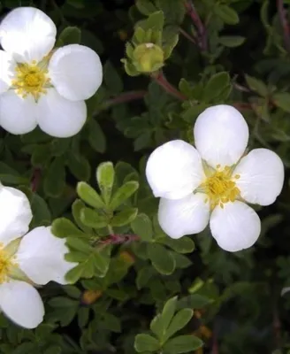 Produktbild von Potentilla fruticosa Abbotswood  - Fingerstrauch - Fünffingerstrauch