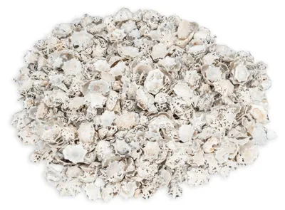 Produktbild von Patelloida saccharina 0,5 kg 1-2 cm Napfschnecken sternförmig Mosaik Basteln