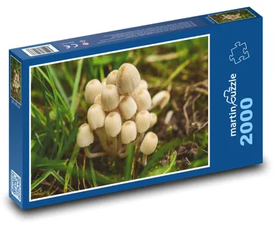 Zdjęcie produktu dla Puzzle 2000 Grzyby w lesie - martinpuzzle