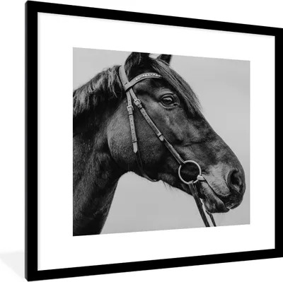 Produktbild von MuchoWow® Gerahmtes Poster Pferd - Halfter - Porträt 40x40 cm - Poster mit Schwarzem Bilderrahmen Wandposter Rahmen Foto Bilder - Poster - Plakat im Rahmen