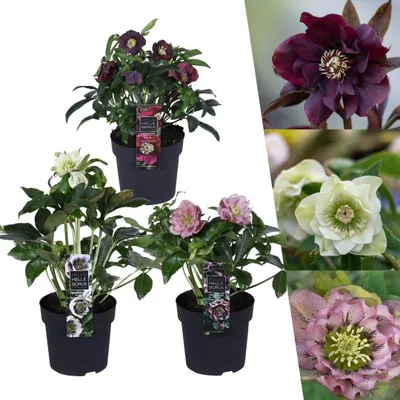 Image de Plants by Frank | 3 Roses de Noël mélange spécial | Helleborus orientalis | Vivaces rustiques | Persistantes rustiques | Plantes de jardin