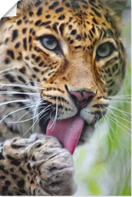 Produktbild von ARTland Poster Leopard Größe: 20x30 cm