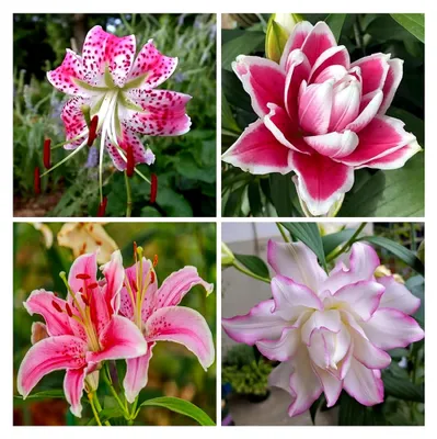 Produktbild von Lilienzwiebeln Winterhart Mehrjährig Gartenpflanzen Exotische Pflanzen 8 Zwiebeln