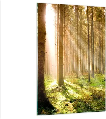 Produktbild von Bilder auf glas - Einteilig - Bäume Sonne Natur - 80x120cm - Glasbilder - Wandbilder - Bilder - zum Aufhängen bereit - Wanddekoration aus Glas - Glas Bilder - Wandbild auf Glas - GPA80x120-0156