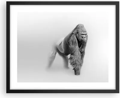 Produktbild von Gerahmtes Poster - Schwarzer Rahmen - Orang-Utan Tier - 50x40 cm - Wand Bild - Wanddeko - Wandbilder - Kunstposter - Wandposter - Bilderrahmen - Bilder - Kunstdruck - Wandbild - P2BAA50x40-4105
