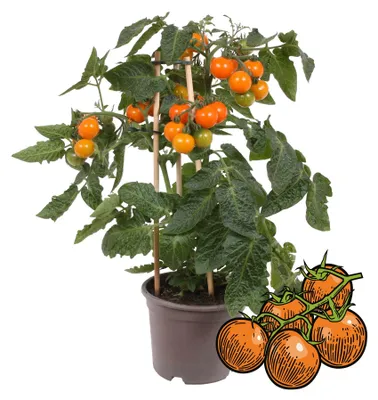 Image de Tomates cerises orange - plante très productive - pour le balcon et le jardin - pot de 14 cm - Vegetable-To-Go