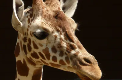 Produktbild von hansepuzzle 75030 - Giraffe Puzzle, 500 Teile, Tierwelt, 46,0 x 30,0cm mit hochwertiger Aufbewahrung, Kartonbox und wiederverschließbarem Beutel