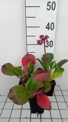 Zdjęcie produktu dla 6 x Bergenia purpurascens - pseudodictamnus - doniczka 9 x 9 cm