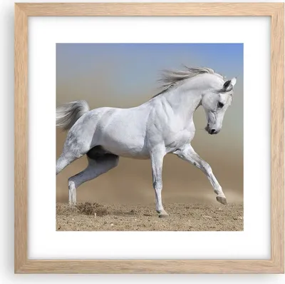 Produktbild von Gerahmtes Poster - Rahmen in heller Eiche - Pferd weiß Tier - 30x30 cm - Wand Bild - Wanddeko - Wandbilder - Kunstposter - Wandposter - Bilderrahmen - Bilder - Kunstdruck - Wandbild - P2NAC30x30-0167