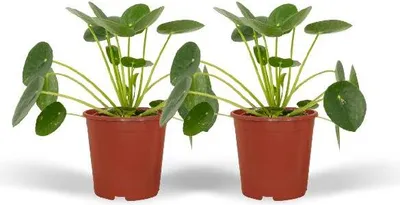 Produktbild von Chinesischer Geldbaum Pilea Peperomioides Pfannkuchenpflanze 2 Zimmerpflanze