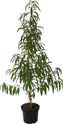 Produktbild von Pfirsichbaum Kernechter vom Vorgebirge historischer Pfirsich Buschbaum 110-140 cm 9,5 Liter Topf