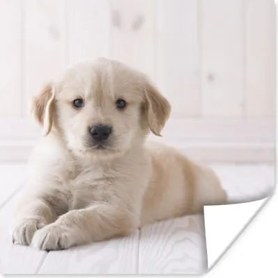 Produktbild von MuchoWow® Poster Weißer Golden Retriever Welpe 75x75 cm - Wand Dekoration