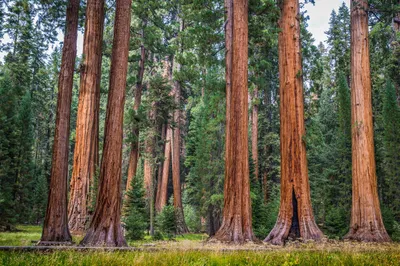 Obrázok produktu pre 50 ks semien sekvojovca obrovského – Sequoiadendron giganteum – semená sekvojovca – sekvojovec mrazuvzdorný