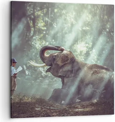 Produktbild von Bild auf Leinwand - Leinwandbild - Elefant Dschungel Stoßzahn - 50x50cm - Wand Bild - Wanddeko - Leinwanddruck - Bilder - Kunstdruck - Wanddekoration - Leinwand bilder - Wandkunst - AC50x50-3486