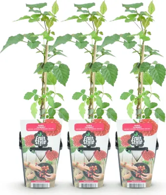 Produktbild von GreenboutiQ - Obstpflanzen - Taybes - Rubus Tayberry - Winterhart - 3 Pflanzen - Topf 9 cm - Rote Früchte