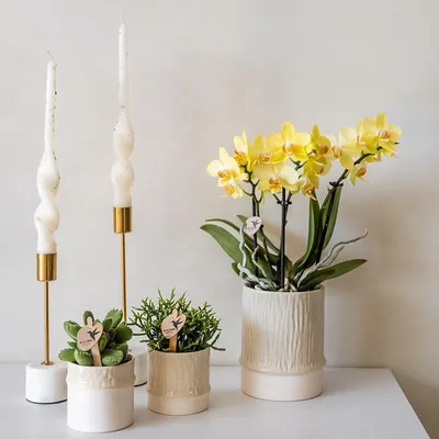 Produktbild von Bamboo Übertopf Ø6cm Naturfarbener Pflanztopf mit Bambusstruktur pflegeleicht