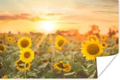 Produktbild von MuchoWow® Poster Sonnenblume - Sonne - Blumen 90x60 cm - Schlafzimmer