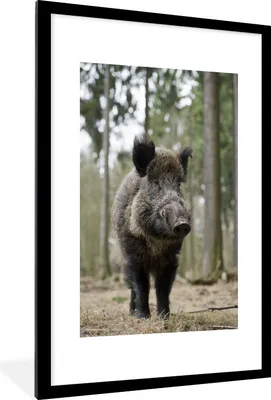 Produktbild von MuchoWow® MuchoWow® Gerahmtes Poster Wildschwein - Tier - Wald 60x90 cm - Poster mit zchwarzem Bilderrahmen - Dekoration - Wandposter Wohnzimmer - Hochwertig