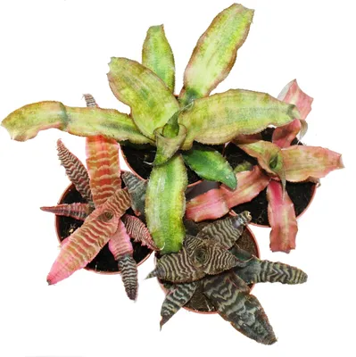 Zdjęcie produktu dla zestaw 4 bromelii ziemnych - Cryptanthus - kolorowa roslina lisciasta - idealna do terrarium