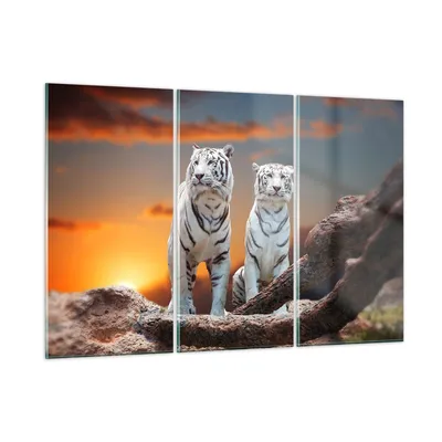 Produktbild von Bilder auf glas - Tiger weiß Rock Sonnenuntergang - 165x110cm - Glasbilder - Wandbilder - Kunstdruck - Wanddekoration aus Glas - Glas Bilder - Wandbild auf Glas - GCE165x110-2901