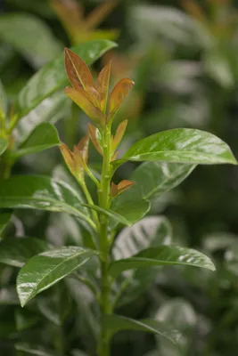 Zdjęcie produktu dla Prunus laurocerasus 'Cleopatra', laur wiśniowy, zimozielony, 60-80 cm