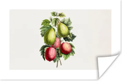 Produktbild von MuchoWow® Poster Lebensmittel - Feigen - Gesund 180x120 cm - Fotoplakat